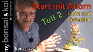 Bonsai 2024-24 - Start mit Ahorn - Teil 2 - das Projekt geht weiter!