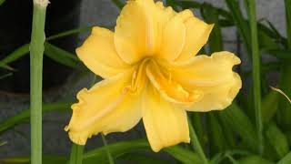 花､ヘメロカリス①　20180420