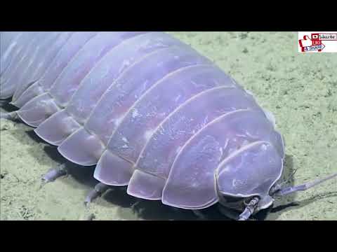 gigantischen Kellerassel - Forscher machen auf Meeresgrund gruselige Entdeckung