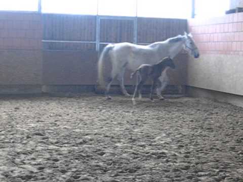 Hengstfohlen von Quidam de Revel x Cassini 8 Stunden alt