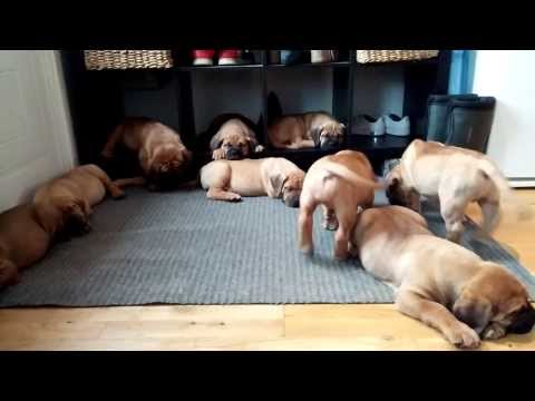 Tired puppies after sausage search...