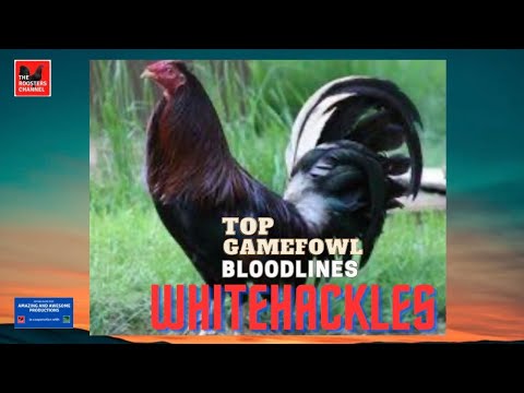 TOP GAMEFOWL BLOODLINES | WHITEHACKLES.
