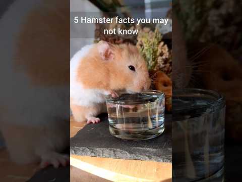 Things Hamster Owners  Need to Know! - Important Hamster Facts - TikTok Trend Hamster Edition 🐹⚠️😳