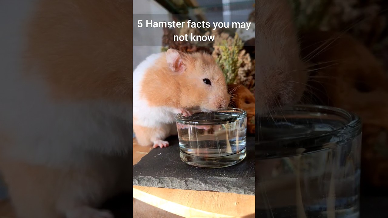 Things Hamster Owners  Need to Know! - Important Hamster Facts - TikTok Trend Hamster Edition 🐹⚠️😳