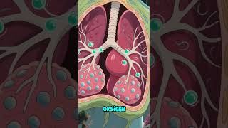 Download lagu Sistem Pernapasan Manusia mp3 Download lagu Sistem Pernapasan Manusia mp3