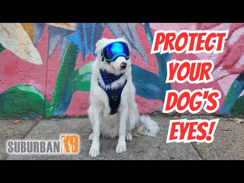 Rex Specs Dog Goggles Review