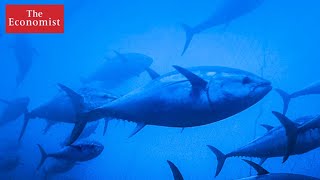 Can conservation save our ocean?