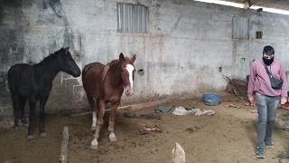 El dueño alquiló el predio como criadero y terminó siendo un matadero