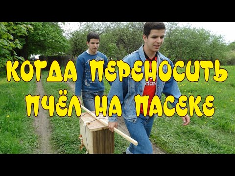 КОГДА ПЕРЕНОСИТЬ УЛЬИ НА ПАСЕКЕ. КАК ПЕРЕНЕСТИ УЛЬИ НА ДРУГОЕ МЕСТО. ПЕРЕМЕЩЕНИЕ УЛЬЕВ.