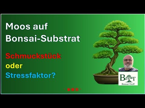 Moos auf Bonsai-Substrat – Schmuckstück oder Stressfaktor?