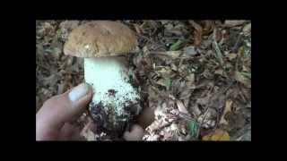 [P.F.M. Periodo di Funghi Meravigliosi] Impressioni di Settembre!!!