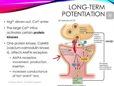Introduction to Neuroscience: Long-Term Potentiation and Memory