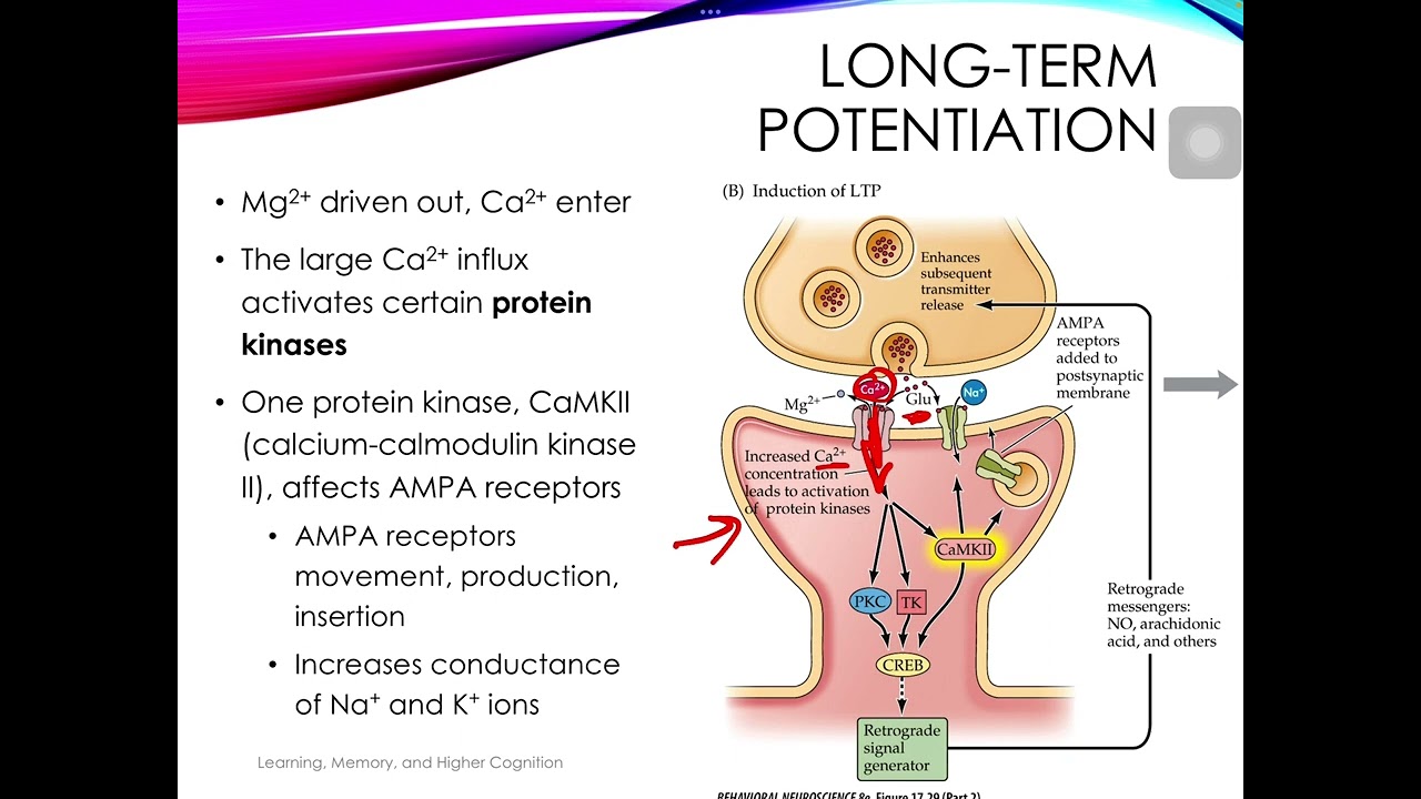 Introduction to Neuroscience: Long-Term Potentiation and Memory