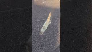 野良猫との戯れ109 #野良猫