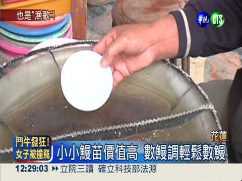 一尾都不能少 "數鰻調"輕鬆清點