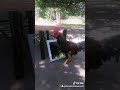 Chicken wings challenge #chickenwingschallenge #chickenwings #chickenwingschallengeaccepted #tiktok