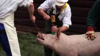 preview picture of video 'Her slakter de gris på gammeldags vis'