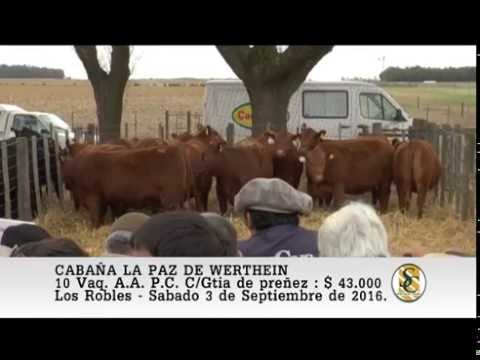 03-09-16 Venta de Vaquillonas A.A. P.C. - Cabaña La Paz - Los Robles.
