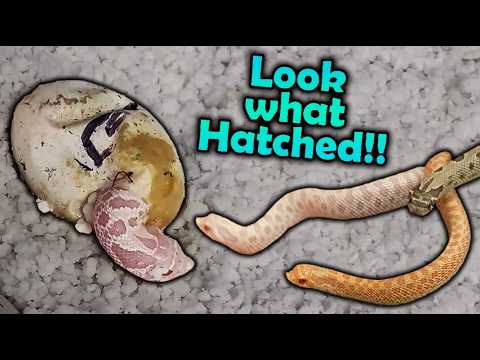 SNOW Hognose Snakes Hatching & Giveaway Reveal!