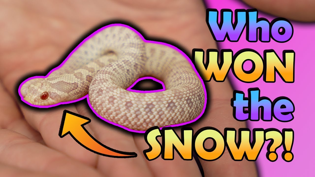 SNOW Hognose Snakes Hatching & Giveaway Reveal!