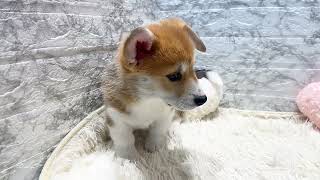 コーギーの動画01