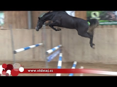 ---SOLD--- Diara, 2014, Diarado x Contender, her 2nd free jumping 09-17