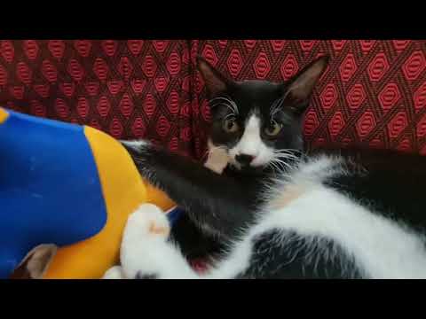  Jack love YouTube but chinku not।।cat funny video।। 