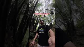 Download lagu The Bald Ghost of the Pringit 👽 #hiking #mountaineering #climbing #horror #horrorstory #mystery #... mp3