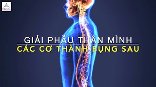 Các cơ thành bụng sau