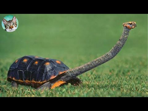 Funniest Turtles Compilation-  Funny Animals Videos | Amazing Animals