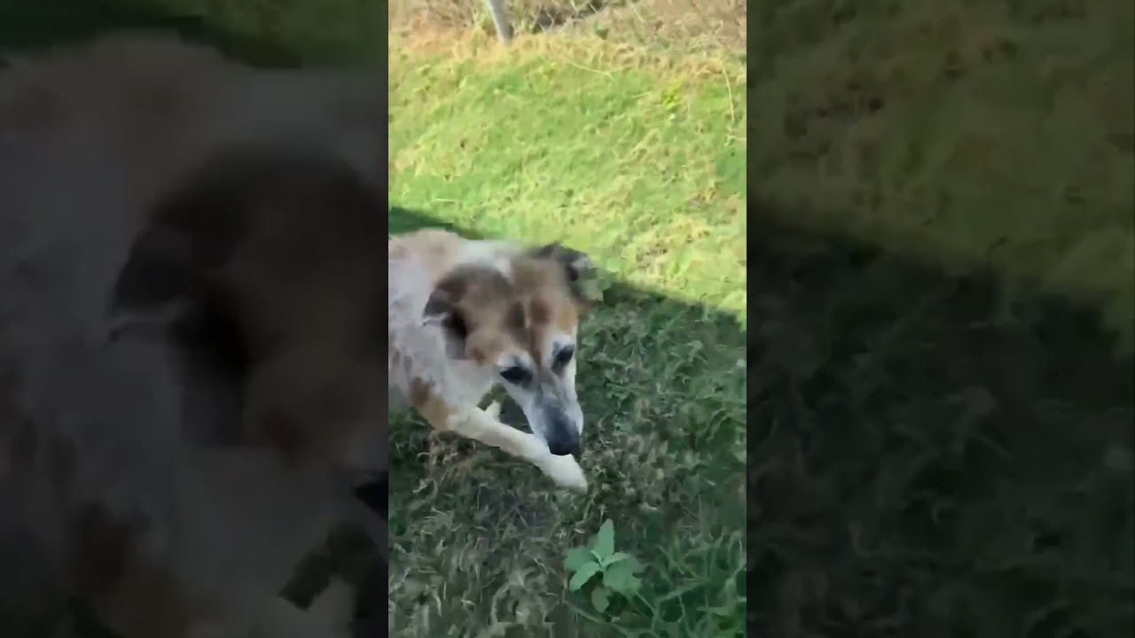 Enlarge Mercy, a Adoptable mixed breed in Nashua, NH video 6/6