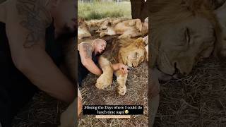 How deep would you sleep between Lions?🦁