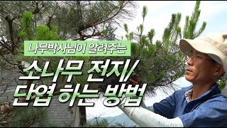 소나무 정원수 전지, 단엽 방법(feat. 개밥전지)