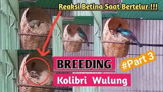 Download lagu TERNAK KOLIBRI WULUNG/KOLIBRI MUNCANG | Ruby Cheeked Sunbird Breeding mp3 Download lagu TERNAK KOLIBRI WULUNG/KOLIBRI MUNCANG | Ruby Cheeked Sunbird Breeding mp3