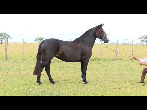 Lote 18 - Grápia Cimarron