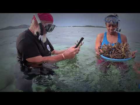 Rescuing Fiji's coral reefs from heat waves