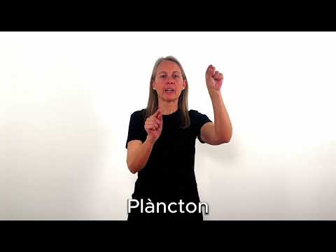 Plàncton - LSC