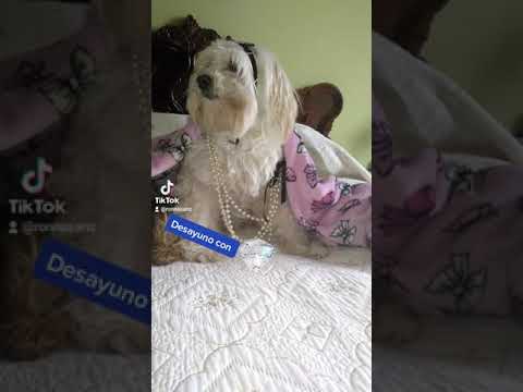 Desayuno con 💎#perrodesayunando#perrostiktokers#🐕🐕#humor#perrolove#perros#humor#vocesinfluencers