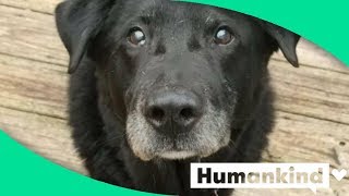 Dog finds happiness after 15 years chained in backyard