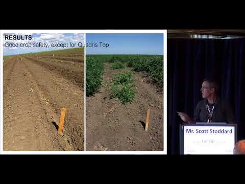 Scott Stoddard - Management of Fusarium oxisporum race 3 in processing tomatoes with chemical and bio-fungicides and variety resistance