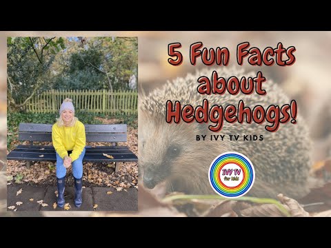 SUPER COOL FACTS ABOUT HEDGEHOGS! - IVY TV KIDS - #funfacts #factsforkids #vidsforkids