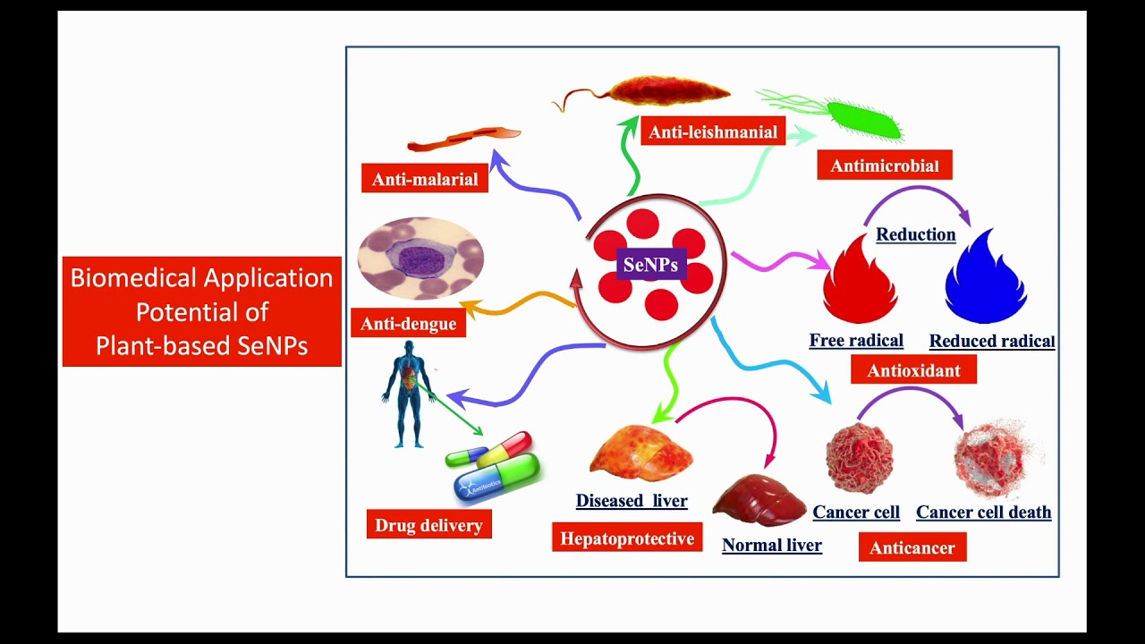 Therapeutic Applications of Plant-based Selenium Nanoparticles - Video abstract [ID 295053]