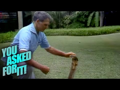Rare Footage of Bill Haast Catching a Cobra with His Bare Hand