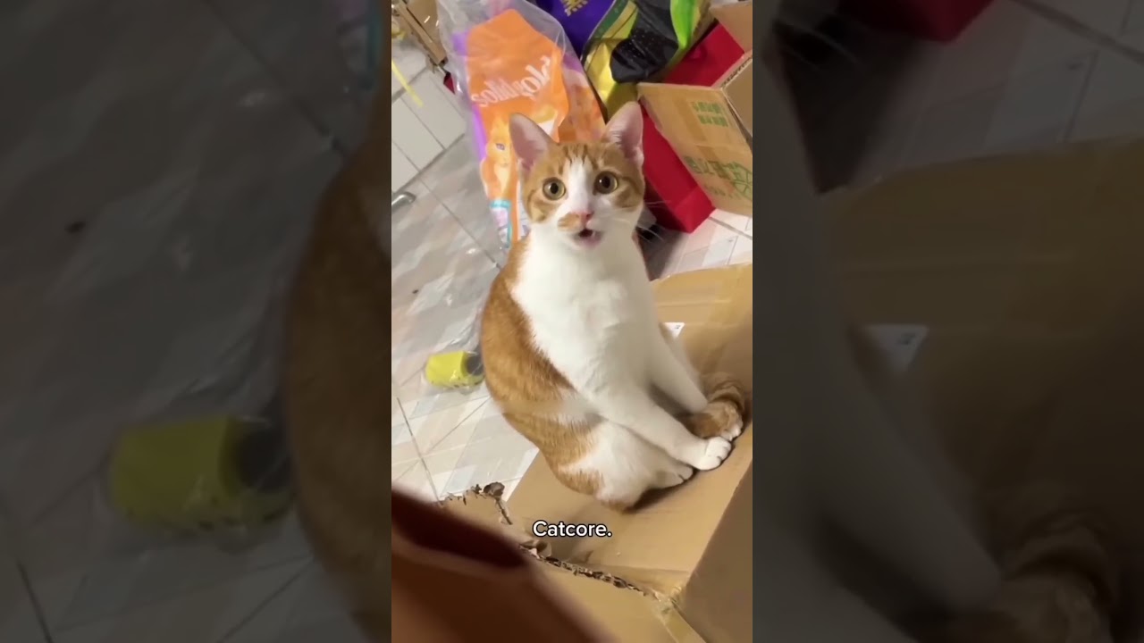 😹 Cats Doing Cats Things 😹 #shorts #funnycat #fyp