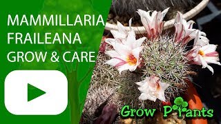 Mammillaria fraileana - grow & care (Pincushion cactus)