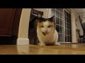 Nature Cat Swallows Mouse Whole