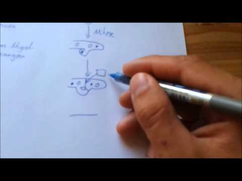 05 Crashkurs Mikrobiologie Mycota   Basidiomycota