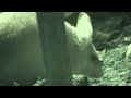 London Zoo Celebrate Rats For Chinese New Year