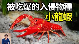 Re: [新聞] 快新聞／日本大量太陽能光電板壽命將