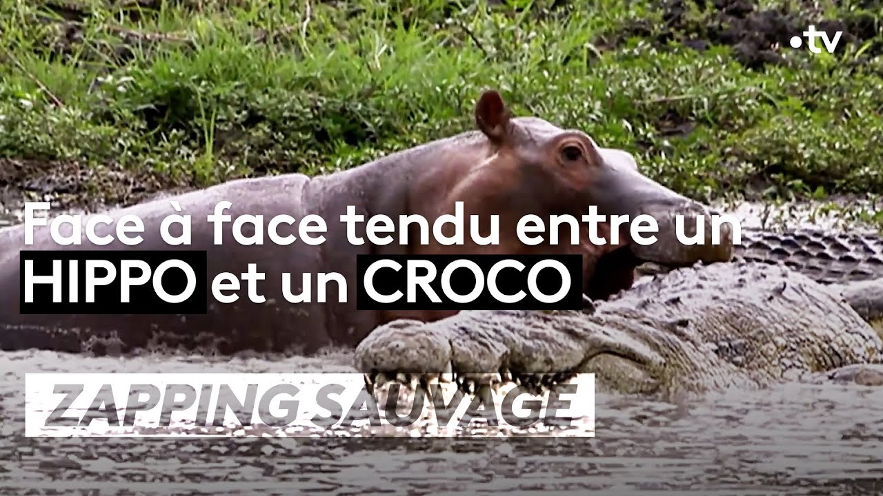 Face à face tendu entre un hippo et un croco - ZAPPING SAUVAGE